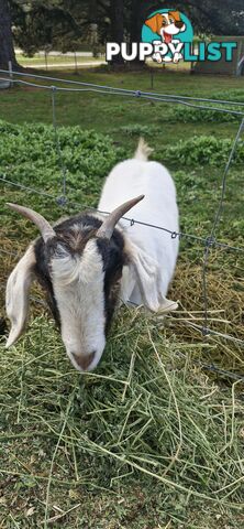 Boer Goats for Sale - Full Blood