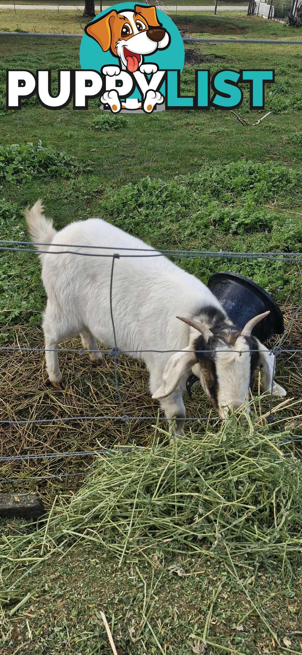 Boer Goats for Sale - Full Blood