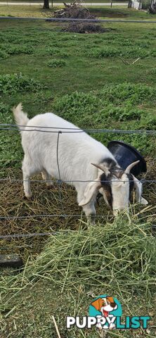 Boer Goats for Sale - Full Blood