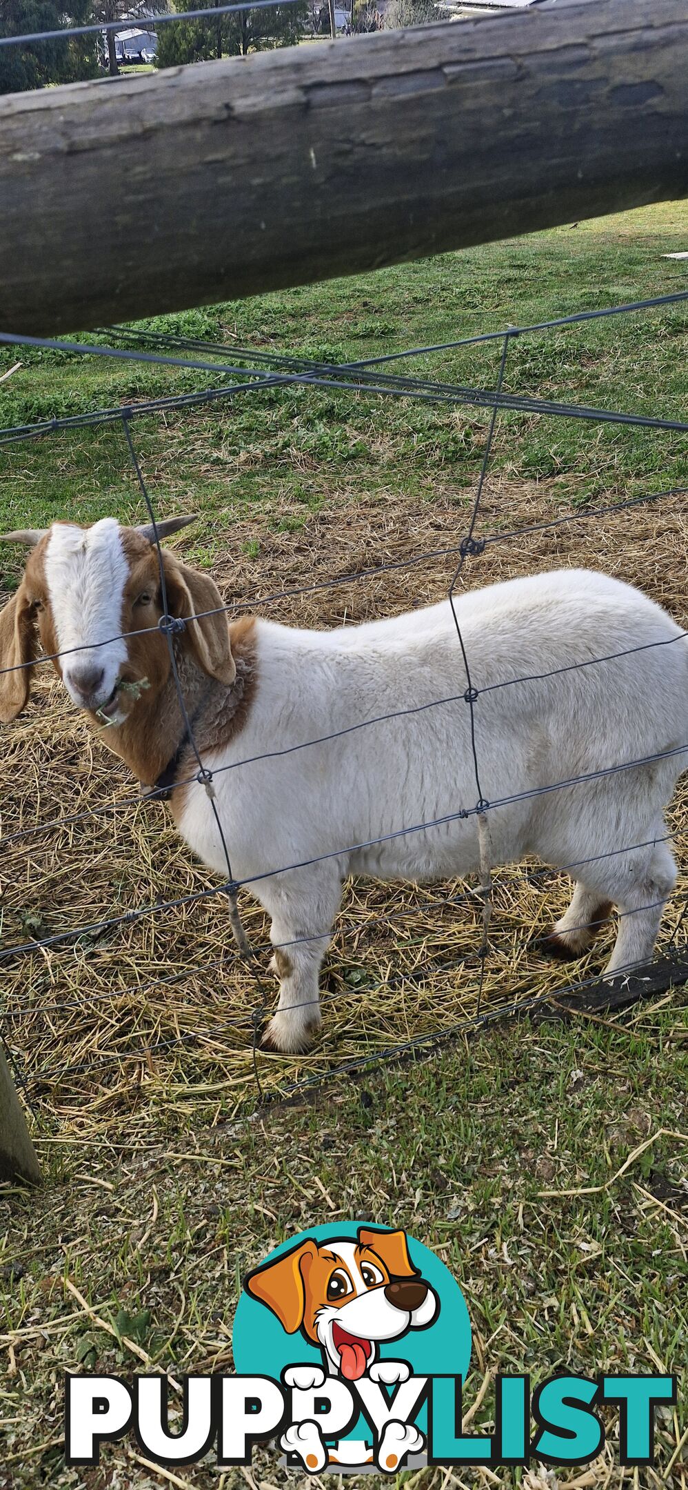 Boer Goats for Sale - Full Blood