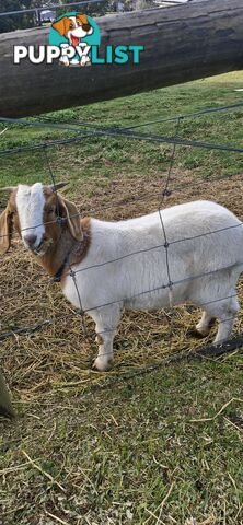 Boer Goats for Sale - Full Blood
