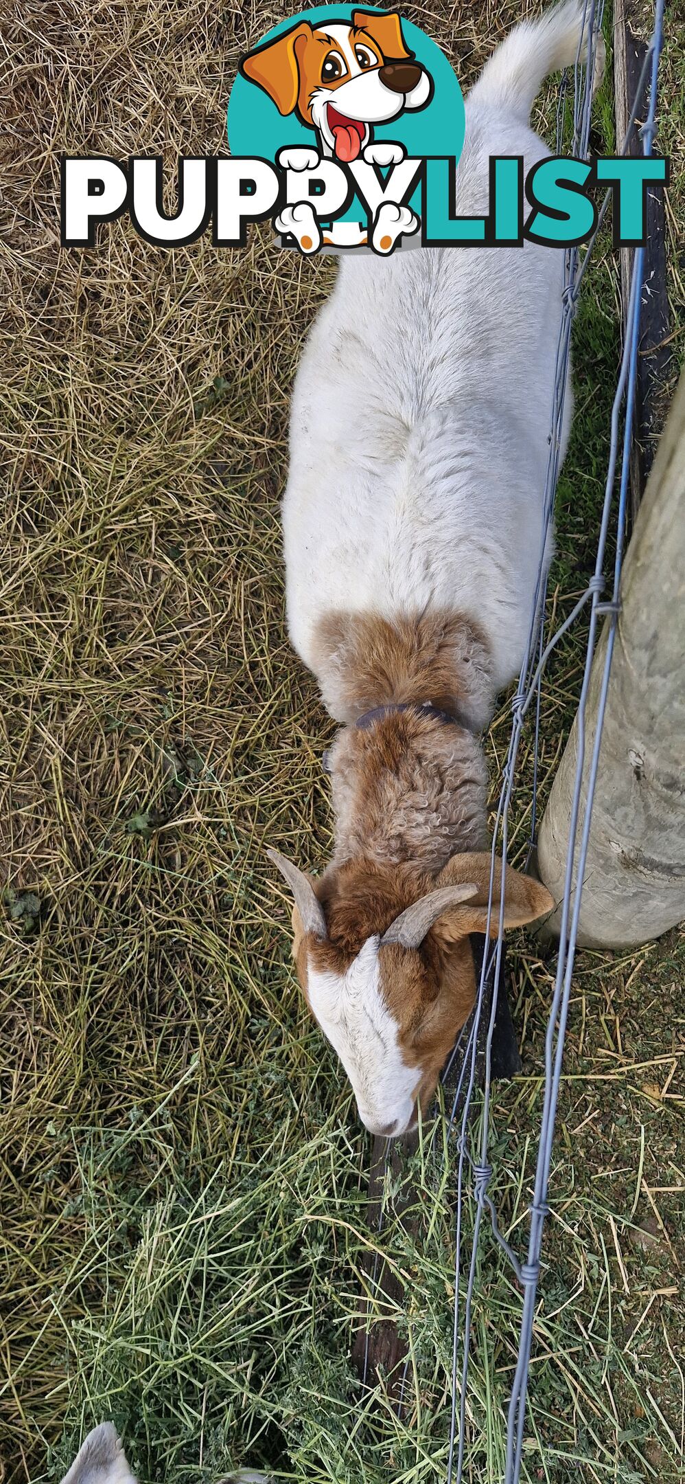 Boer Goats for Sale - Full Blood