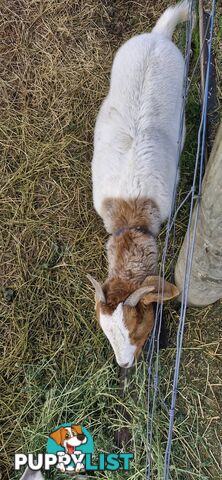 Boer Goats for Sale - Full Blood