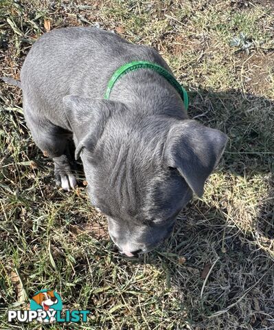 Purebred Blue American Staffy Puppies. Available from 29th March