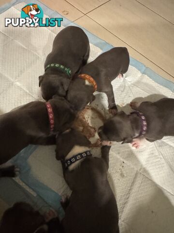 Purebred Blue American Staffy Puppies. Available from 29th March