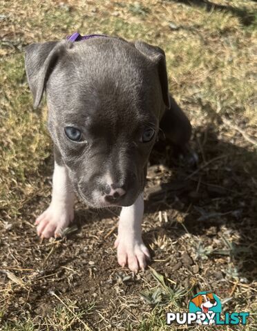 Purebred Blue American Staffy Puppies. Available from 29th March