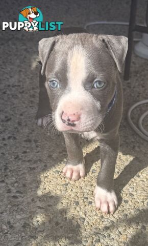 Purebred Blue American Staffy Puppies. Available from 29th March