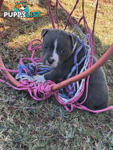 Purebred Blue American Staffy Puppies. Available from 29th March