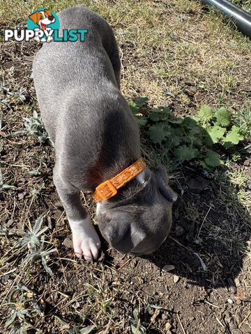 Purebred Blue American Staffy Puppies. Available from 29th March