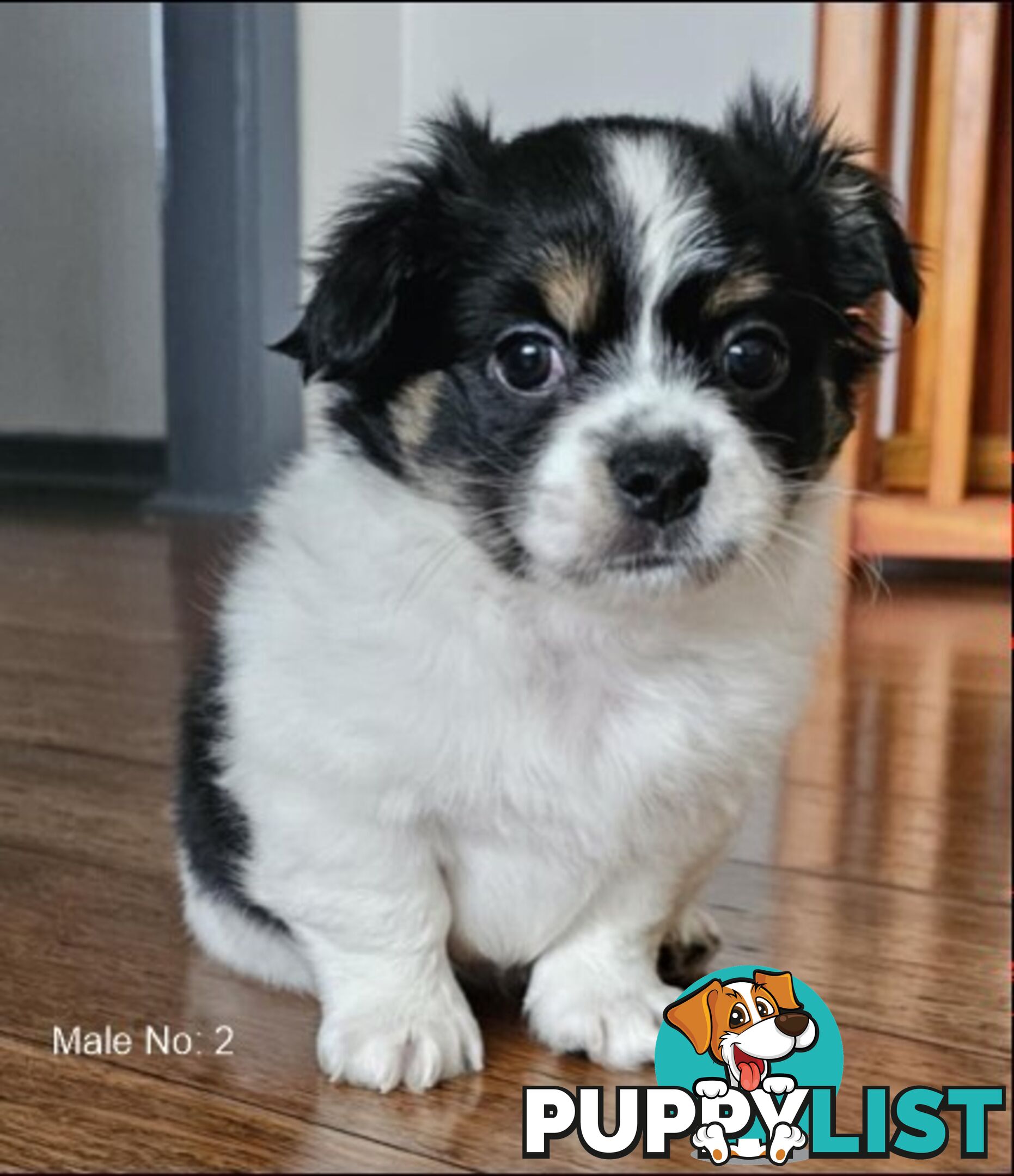 Maltese Shih Tzu Puppies