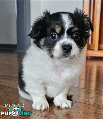 Maltese Shih Tzu Puppies