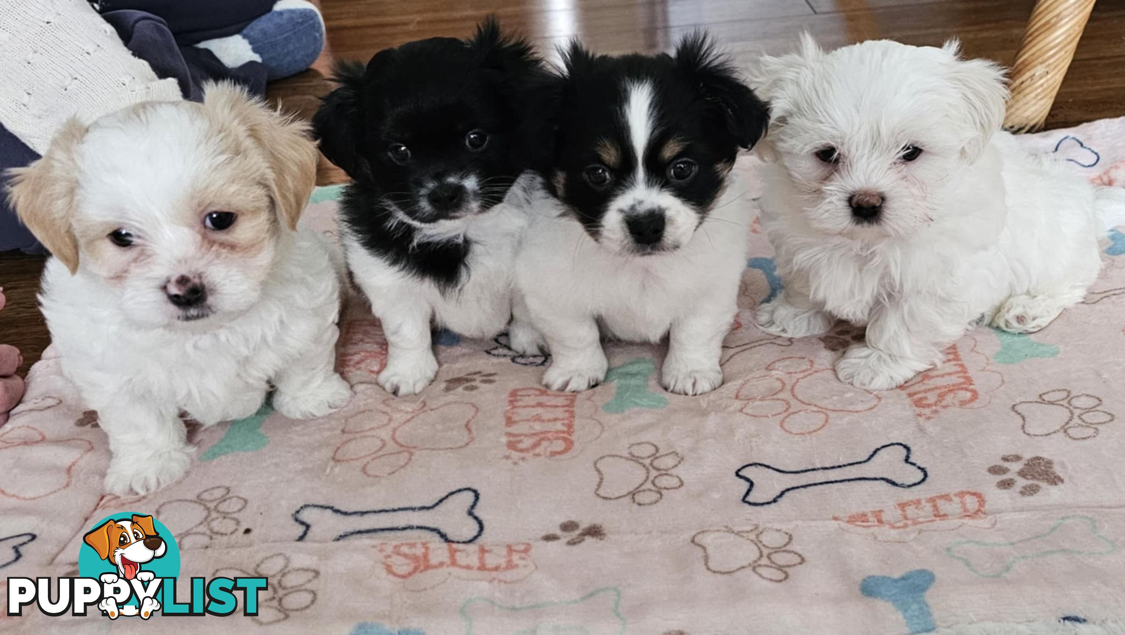 Maltese Shih Tzu Puppies