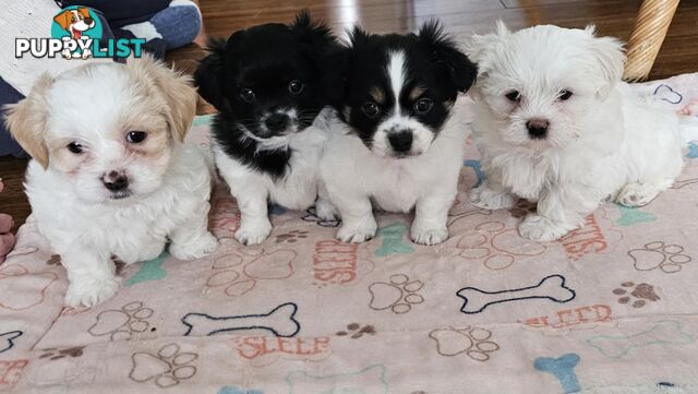 Maltese Shih Tzu Puppies
