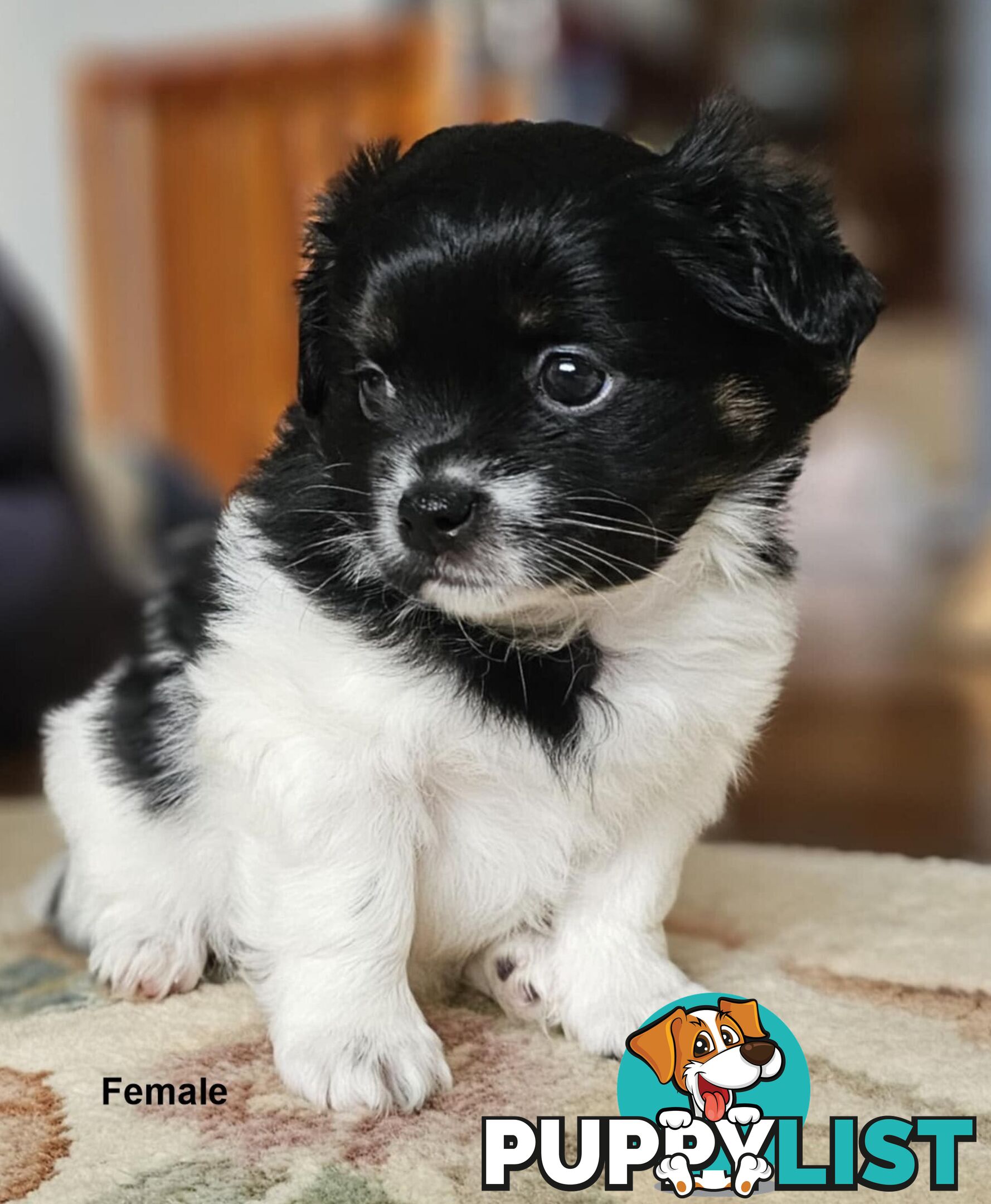 Maltese Shih Tzu Puppies