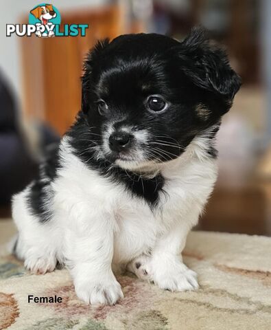 Maltese Shih Tzu Puppies