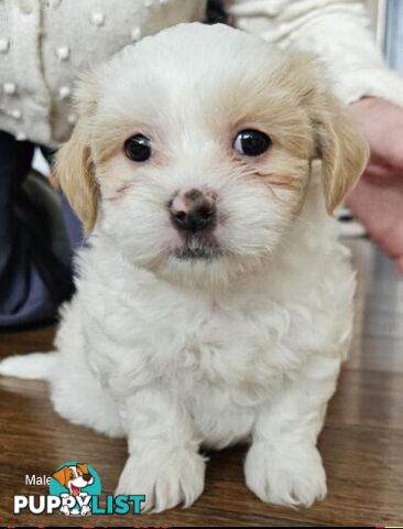 Maltese Shih Tzu Puppies