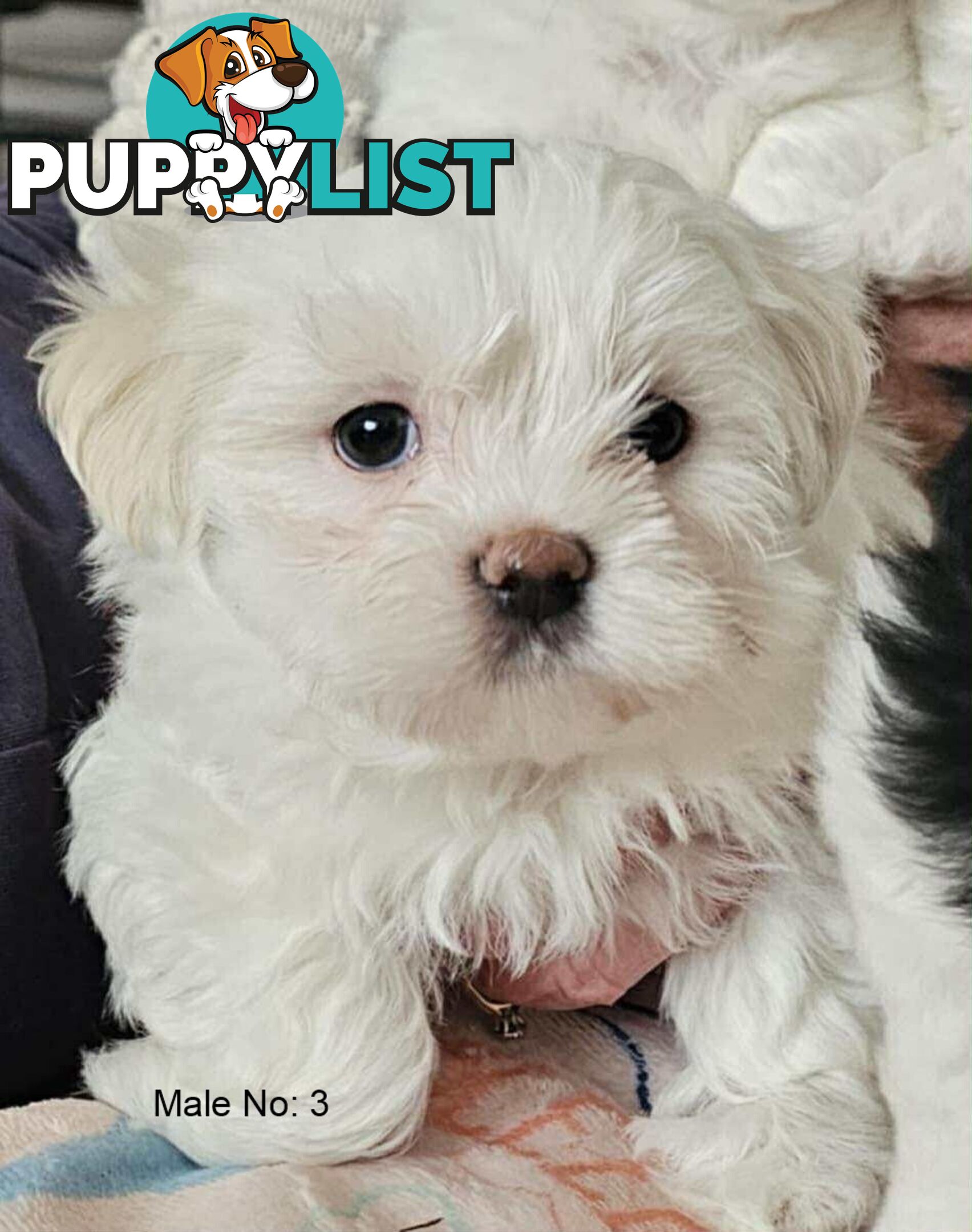 Maltese Shih Tzu Puppies