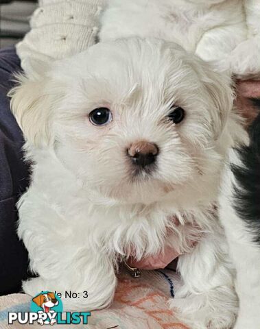 Maltese Shih Tzu Puppies