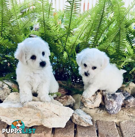 Pedigree Bichon Frise pups