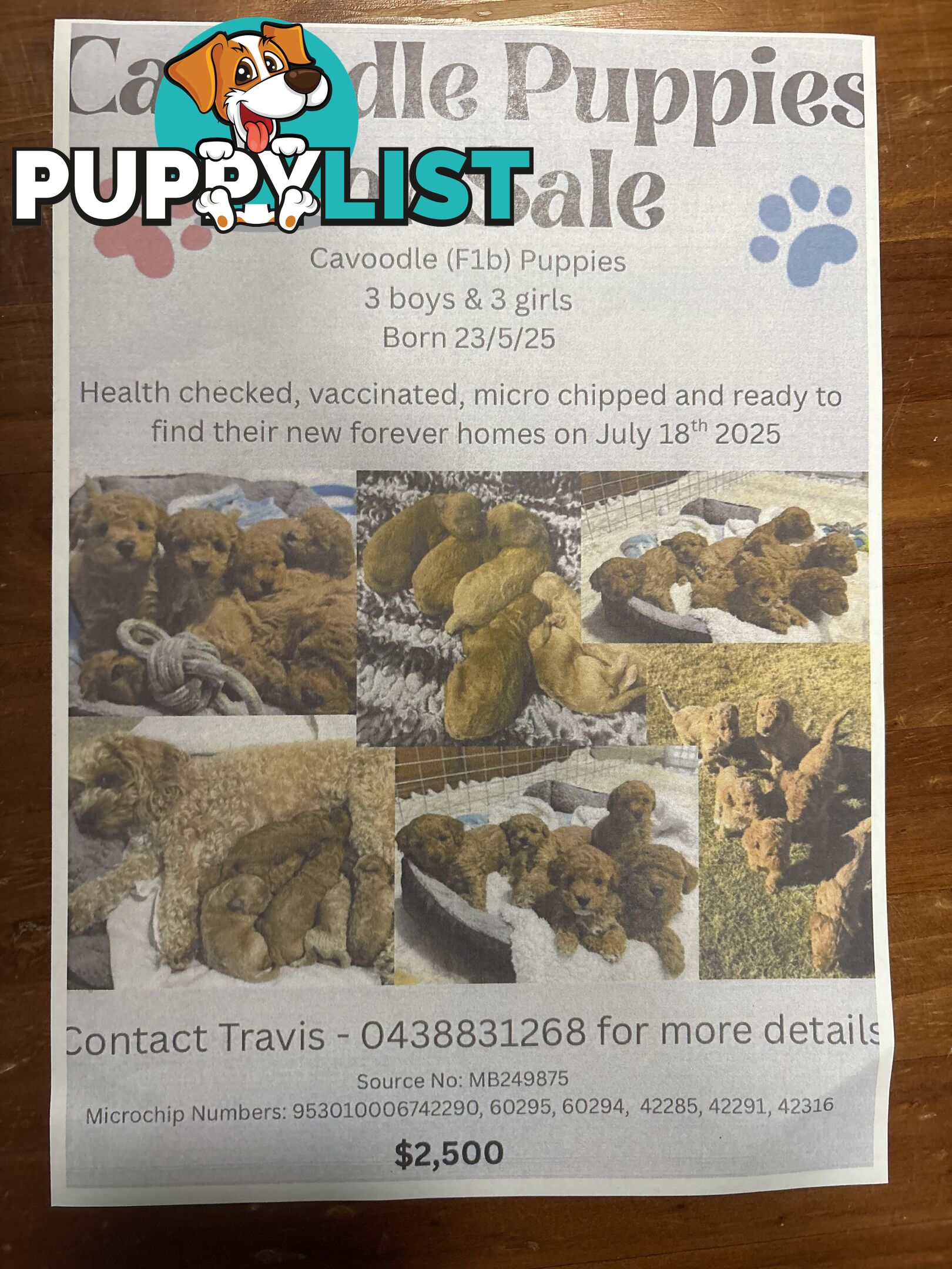 Cavoodle(F1b) puppies