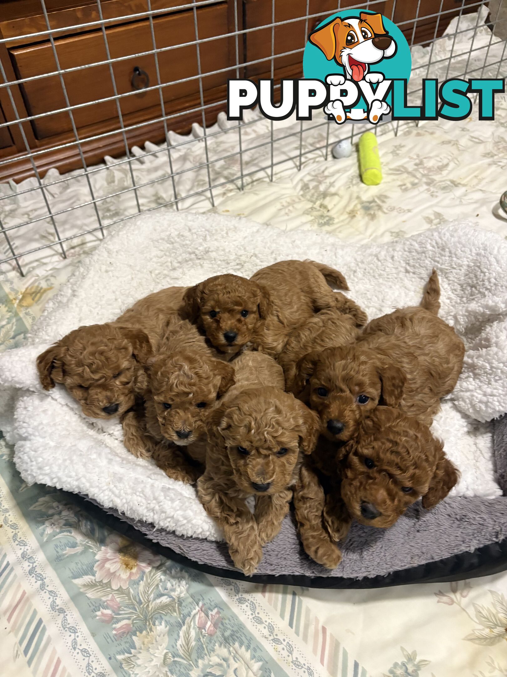 Cavoodle(F1b) puppies