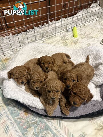 Cavoodle(F1b) puppies