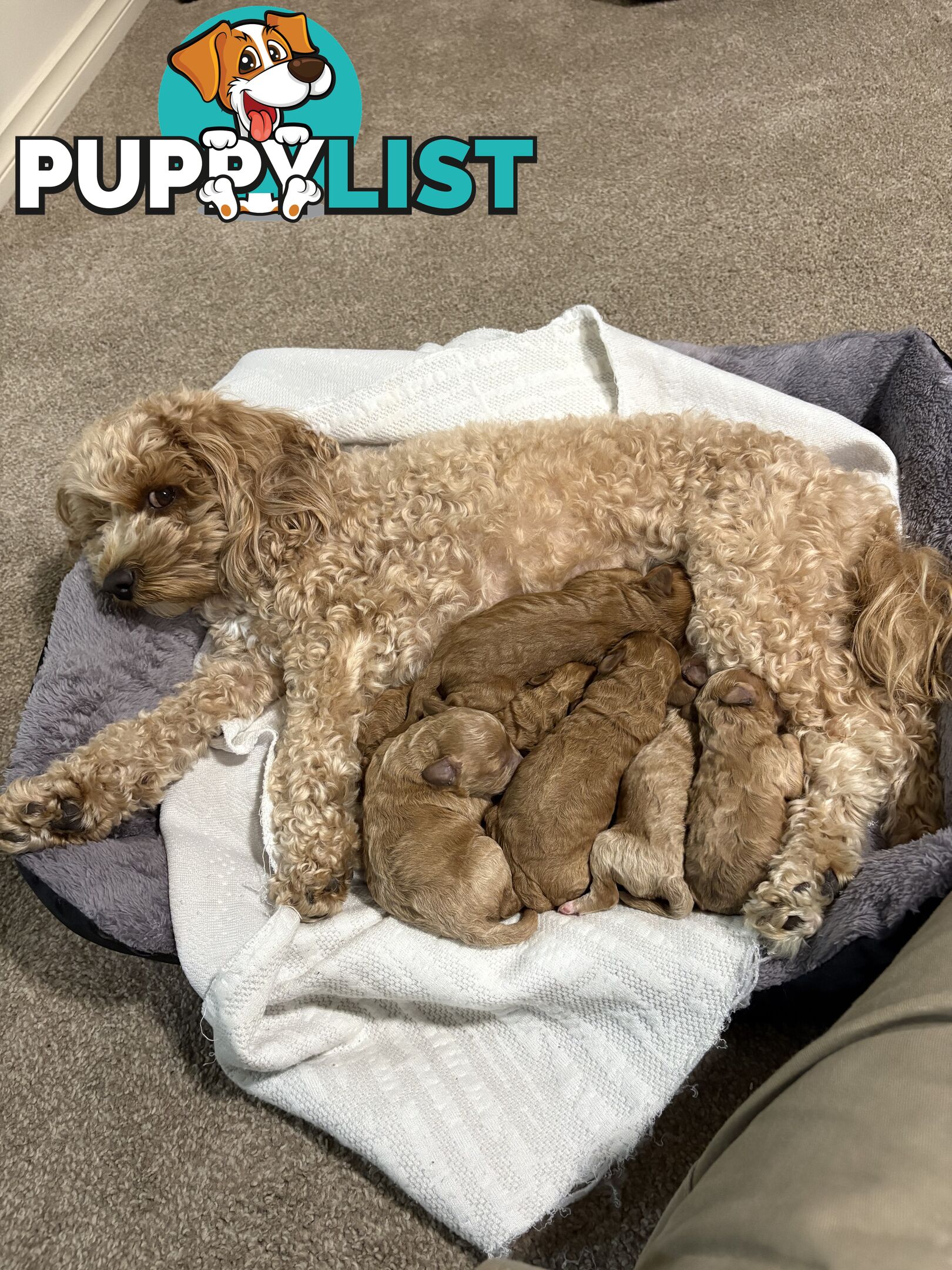 Cavoodle(F1b) puppies