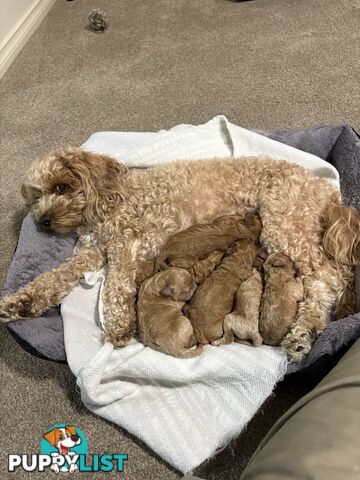 Cavoodle(F1b) puppies