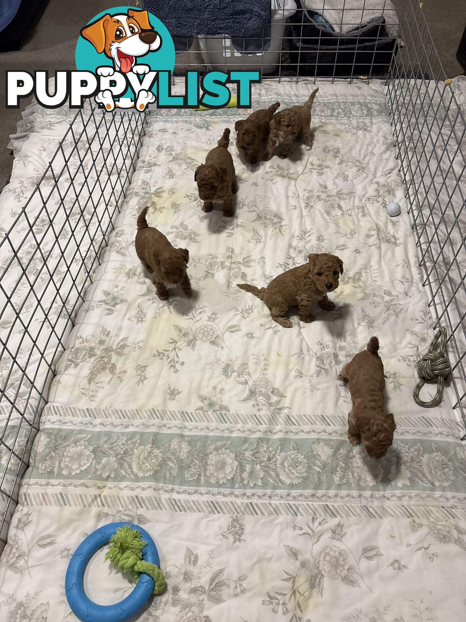 Cavoodle(F1b) puppies