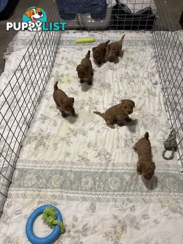 Cavoodle(F1b) puppies