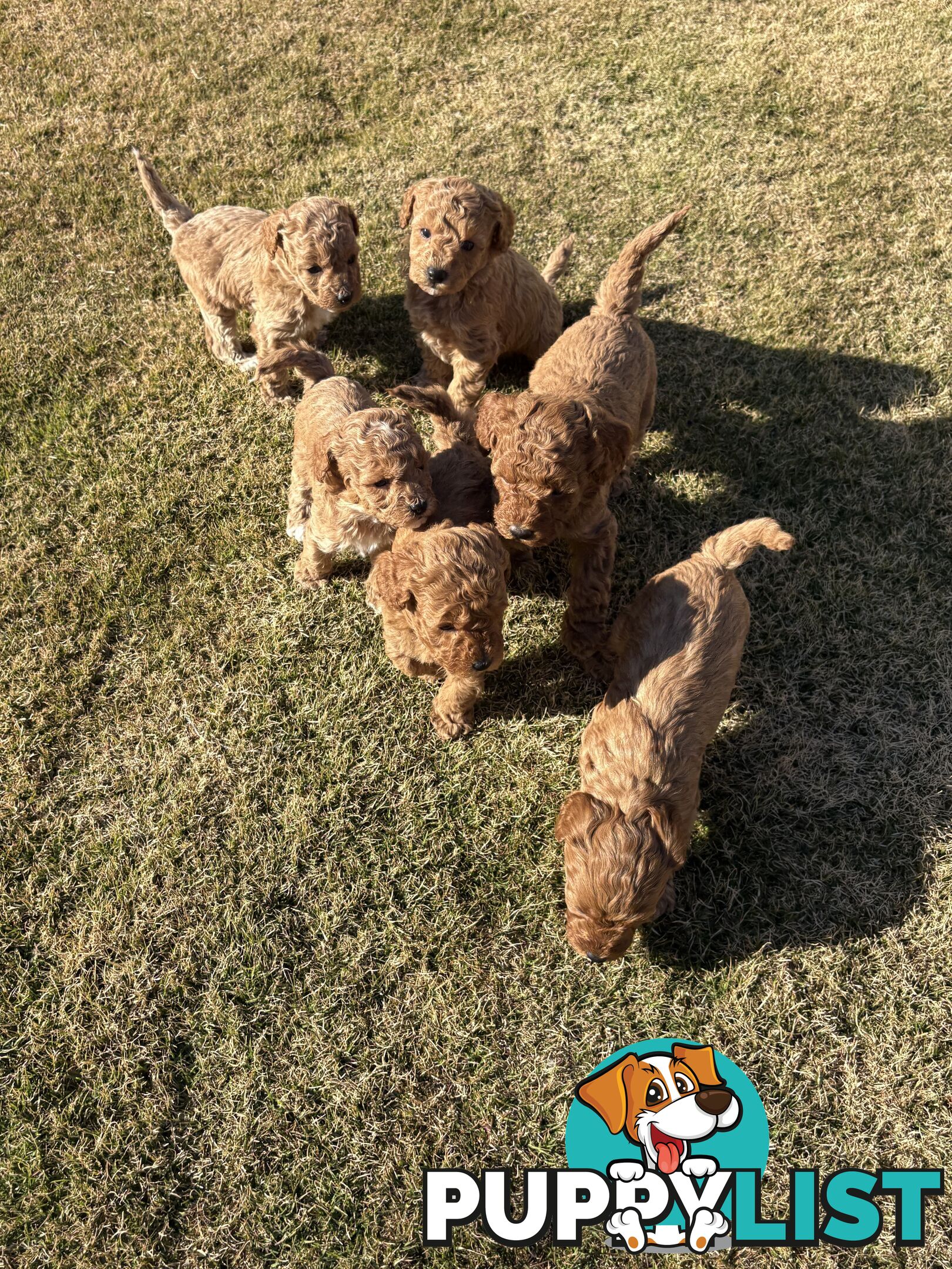Cavoodle(F1b) puppies