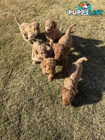 Cavoodle(F1b) puppies