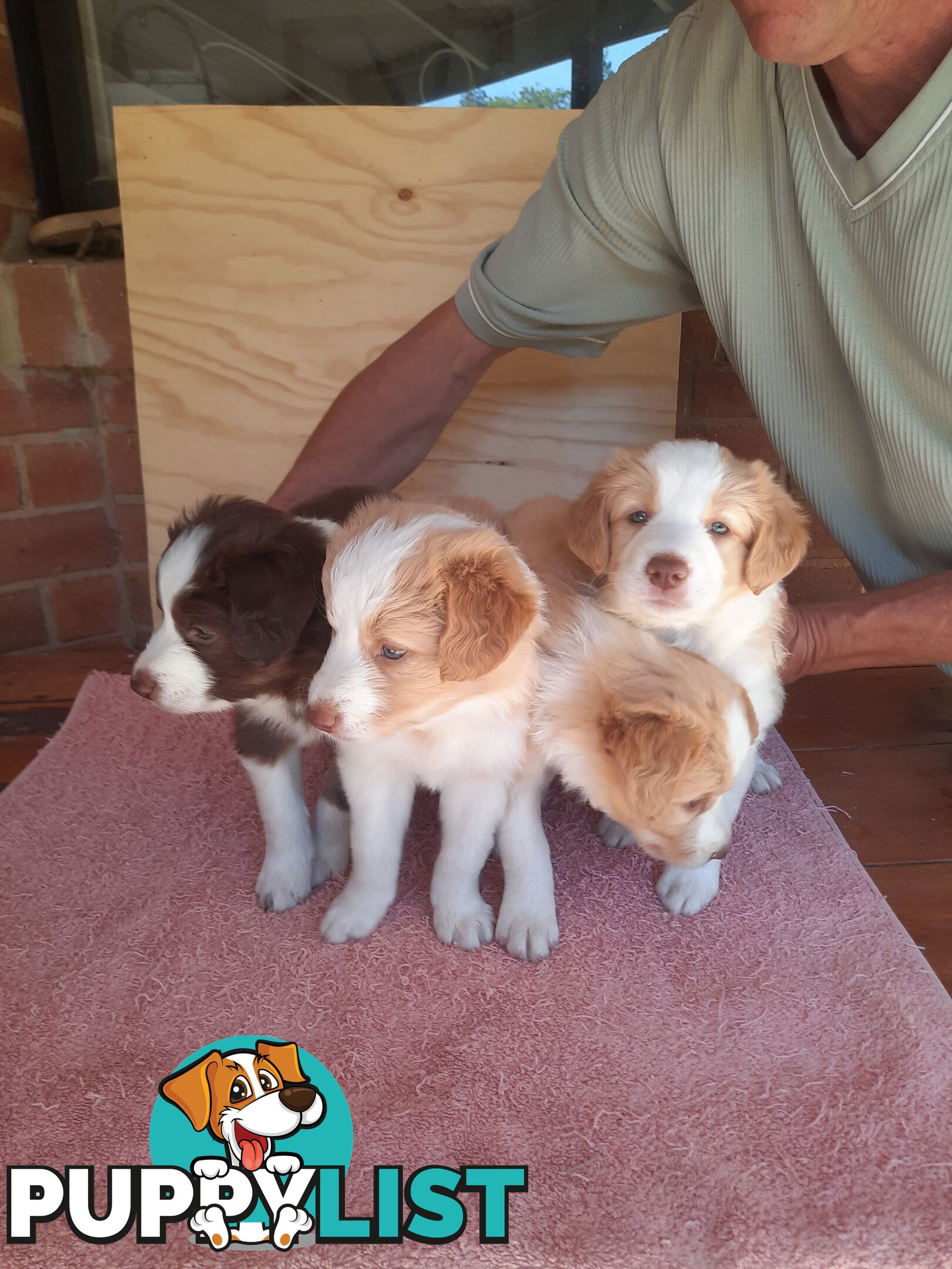 Border Collie Pups- Pure Breed