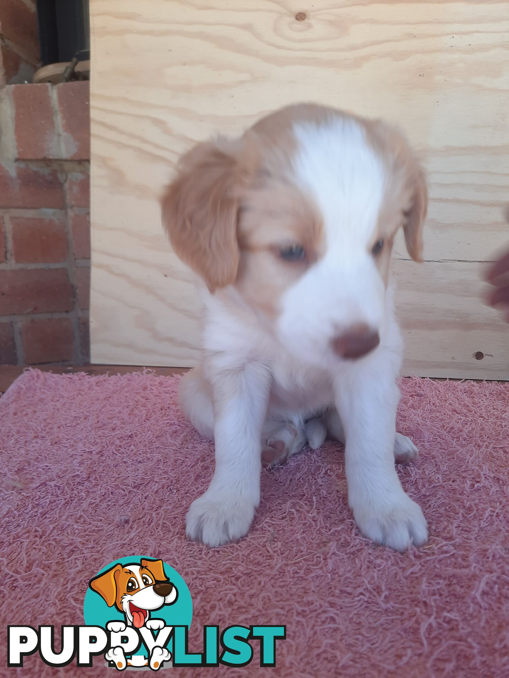 Border Collie Pups- Pure Breed