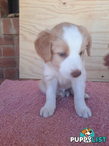 Border Collie Pups- Pure Breed