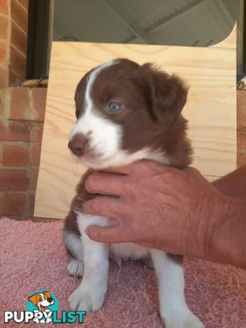 Border Collie Pups- Pure Breed