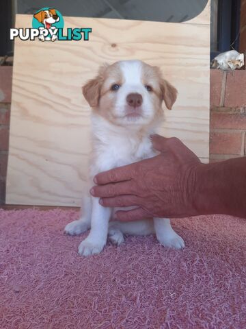 Border Collie Pups- Pure Breed