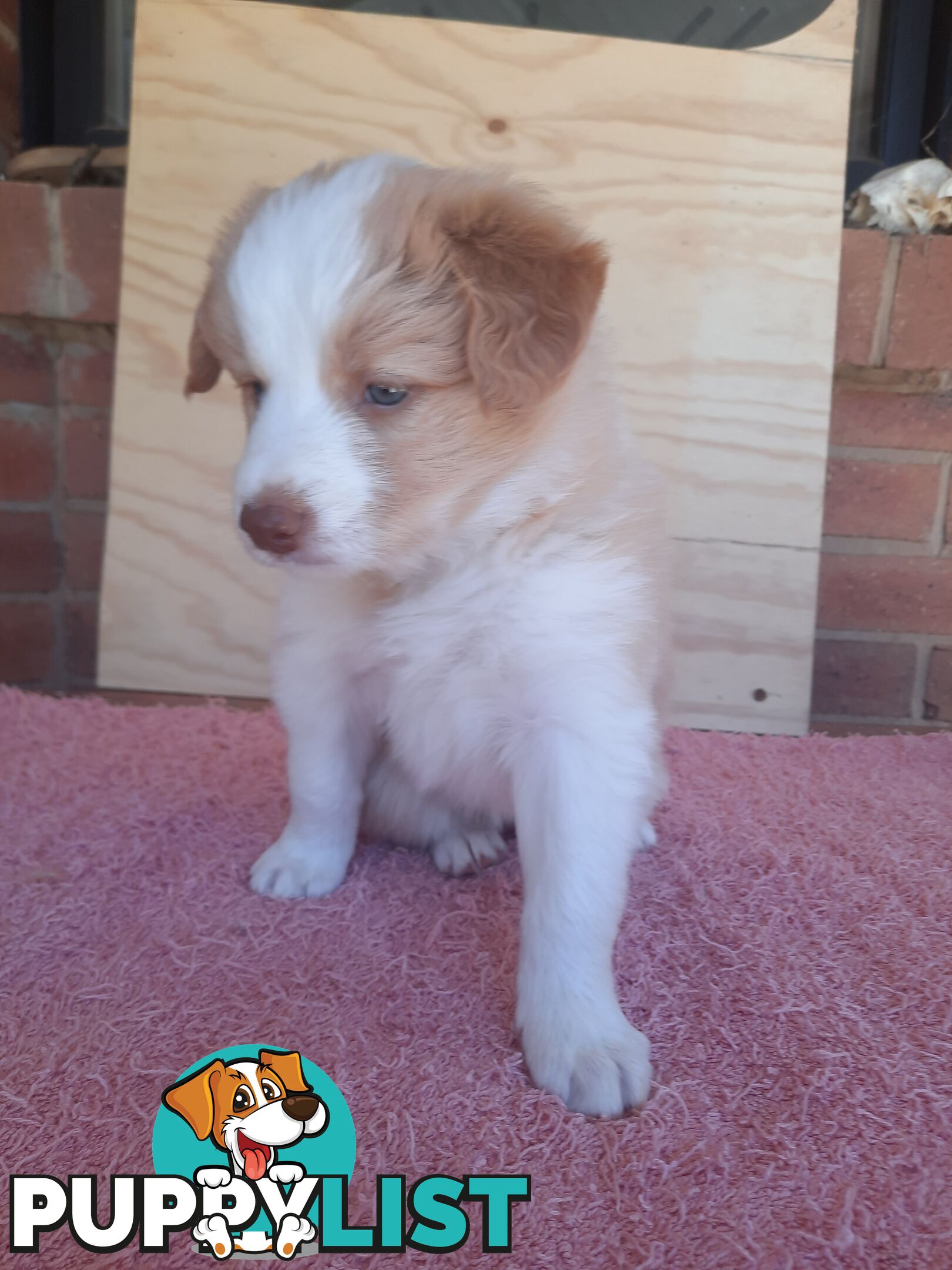 Border Collie Pups- Pure Breed