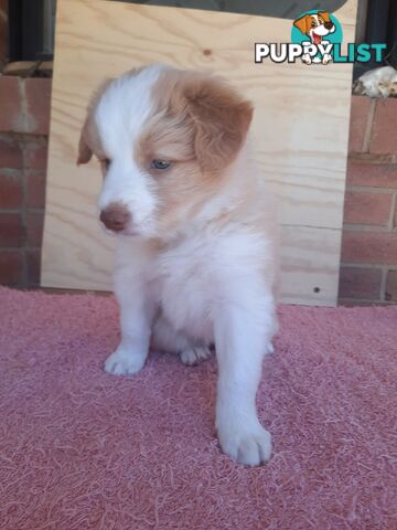 Border Collie Pups- Pure Breed