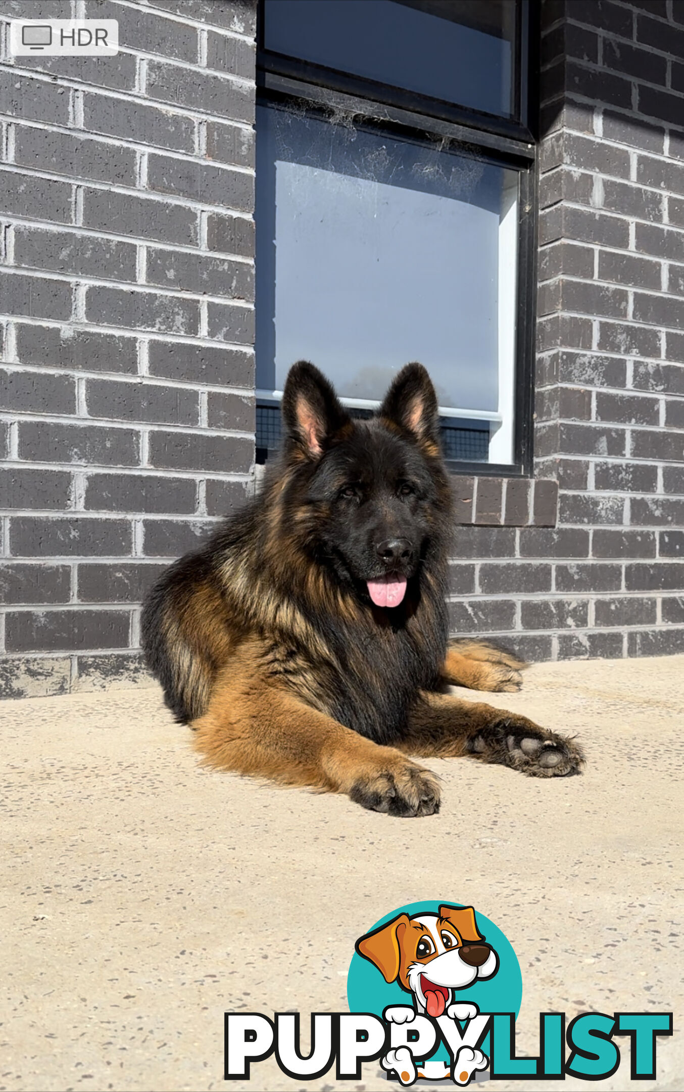 Outstanding Purebred Full Length Long Coat German Shepherd Puppies