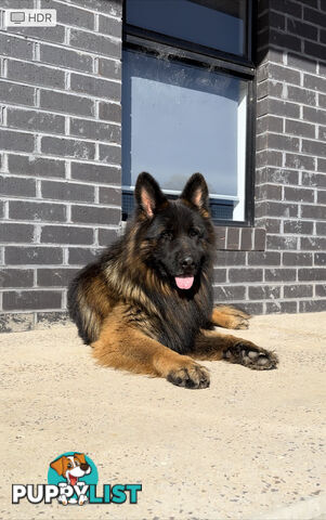 Outstanding Purebred Full Length Long Coat German Shepherd Puppies