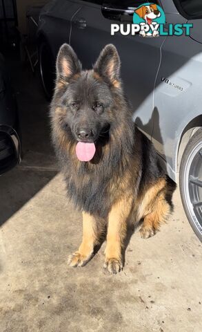 Outstanding Purebred Full Length Long Coat German Shepherd Puppies