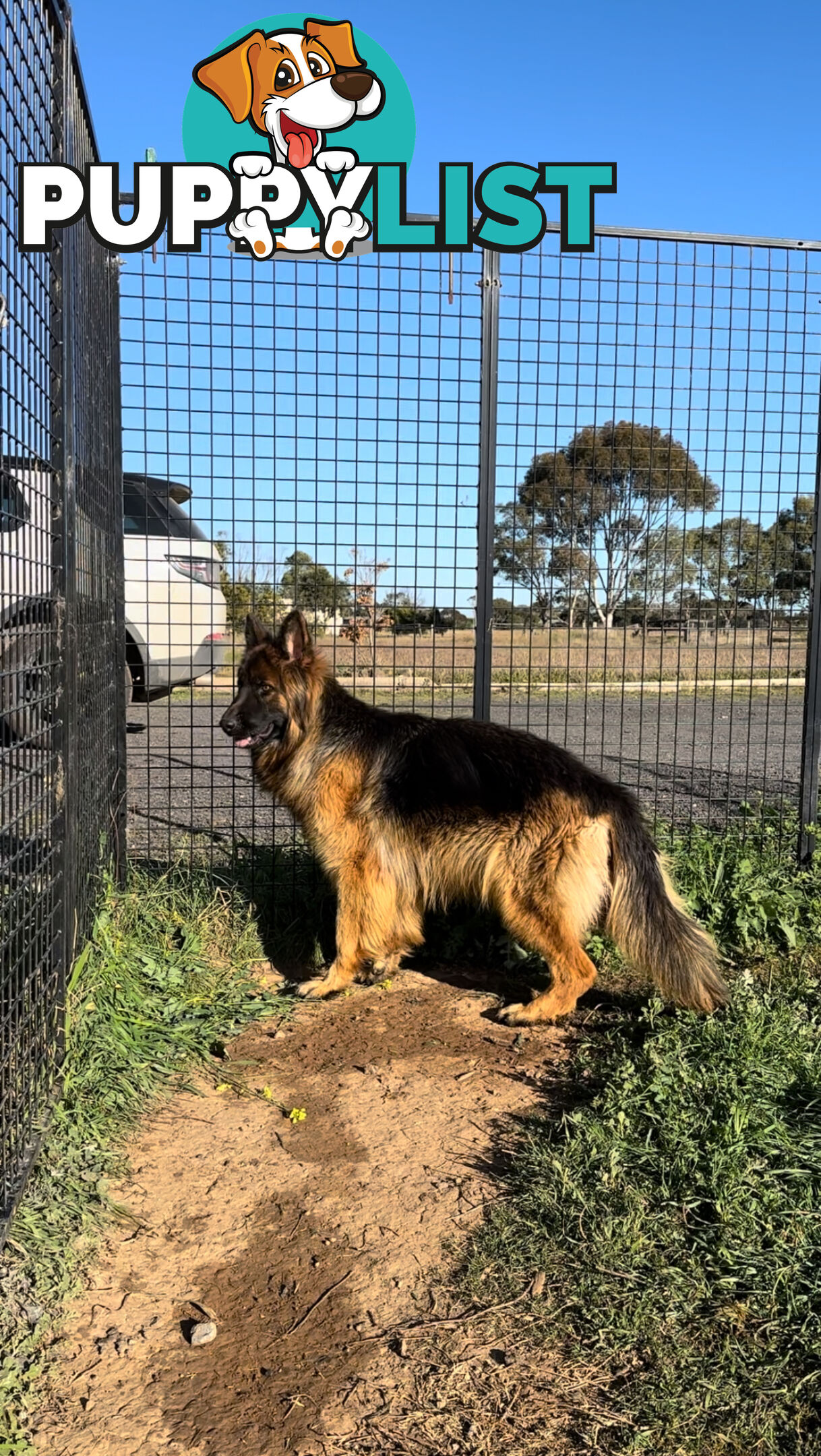 Outstanding Purebred Full Length Long Coat German Shepherd Puppies