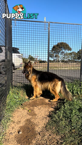 Outstanding Purebred Full Length Long Coat German Shepherd Puppies