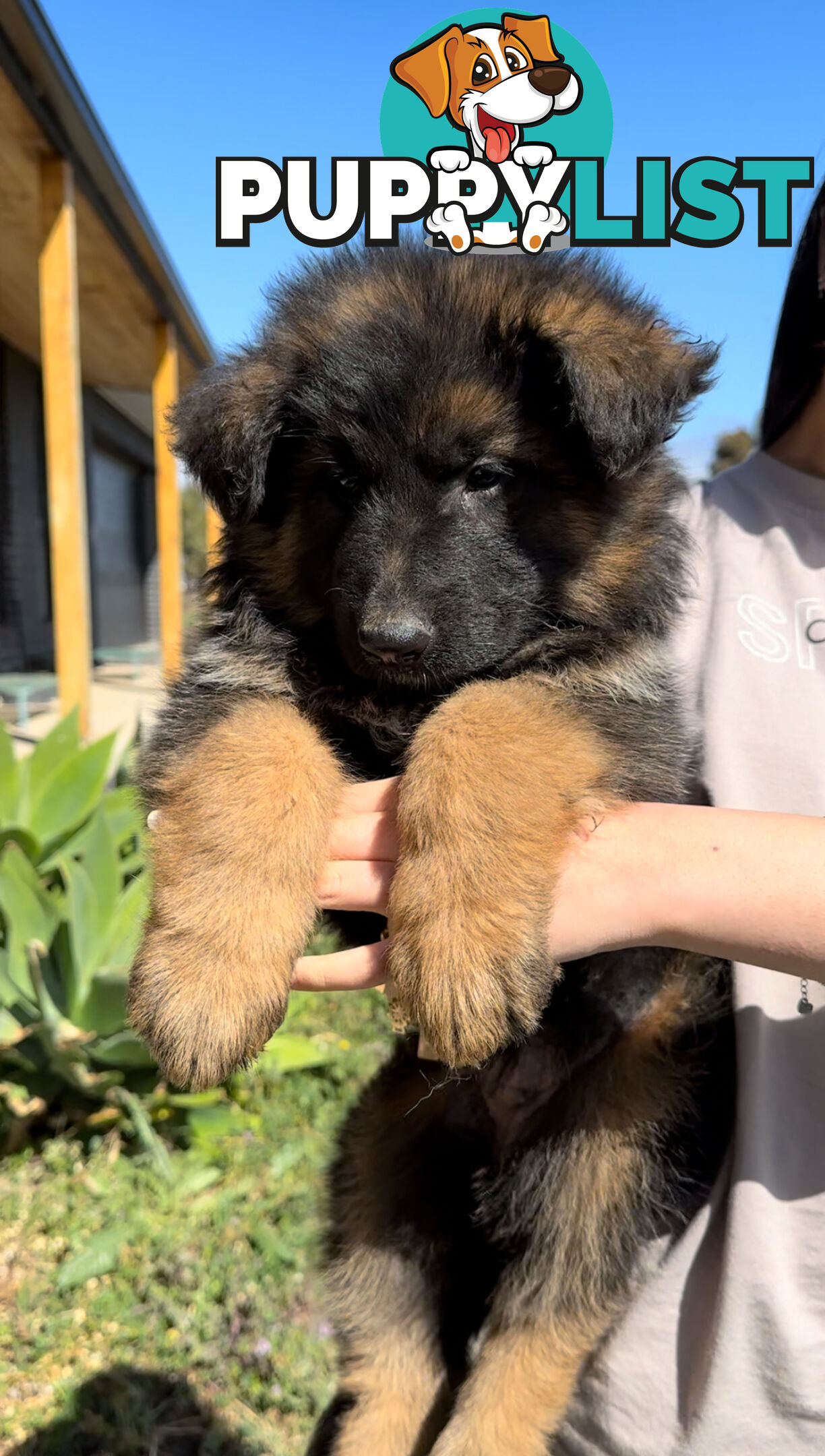 Outstanding Purebred Full Length Long Coat German Shepherd Puppies