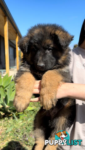 Outstanding Purebred Full Length Long Coat German Shepherd Puppies