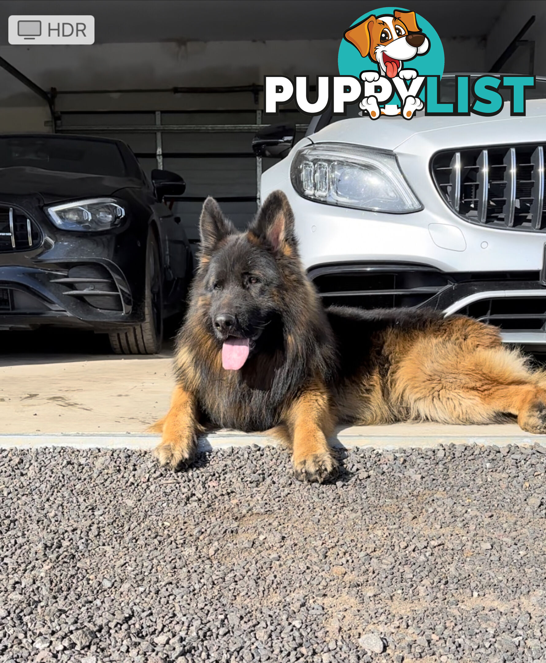 Outstanding Purebred Full Length Long Coat German Shepherd Puppies