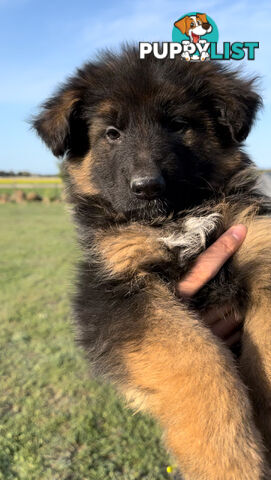 Outstanding Purebred Full Length Long Coat German Shepherd Puppies