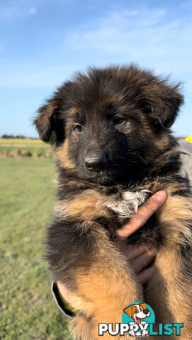 Outstanding Purebred Full Length Long Coat German Shepherd Puppies