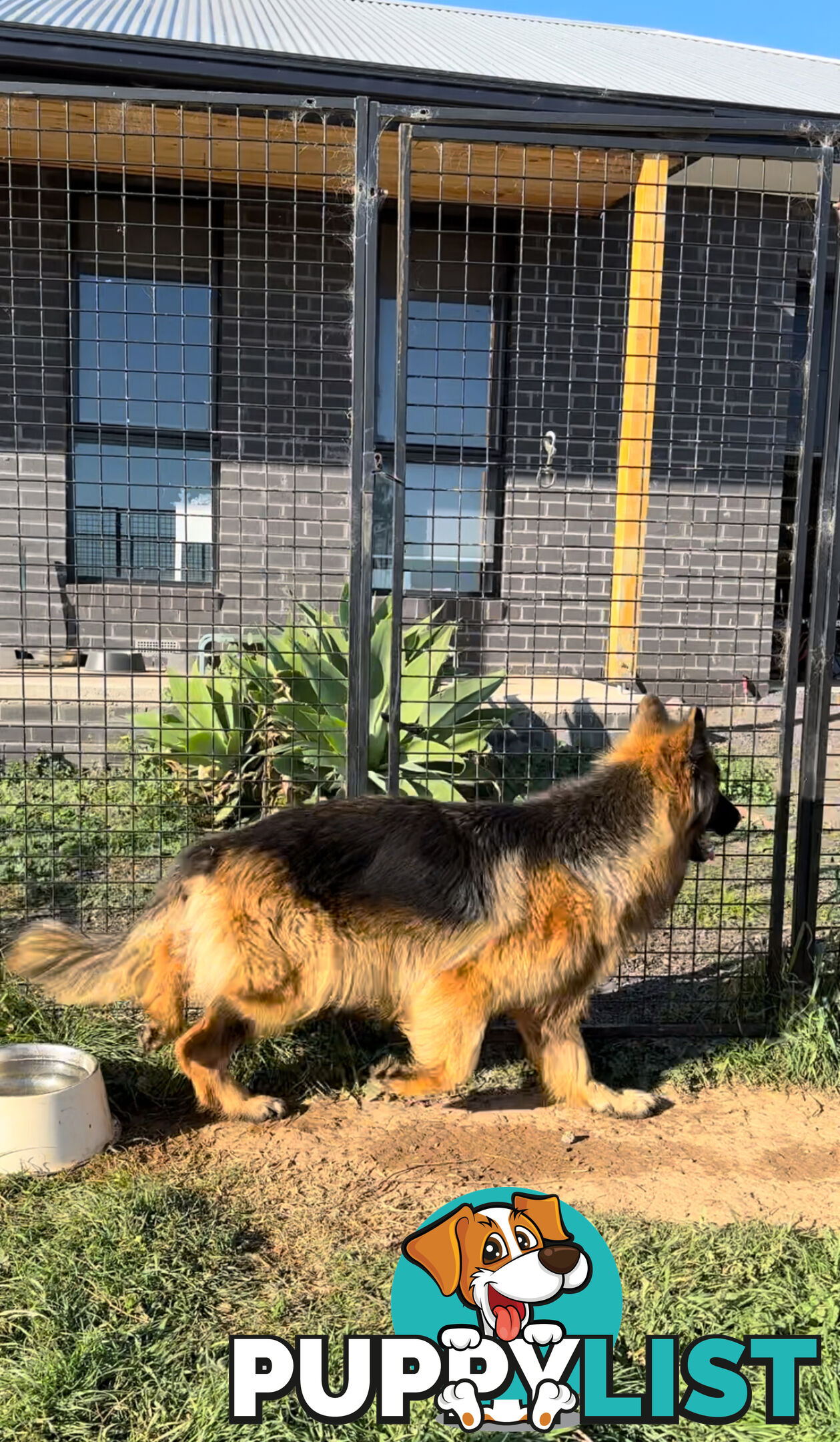 Outstanding Purebred Full Length Long Coat German Shepherd Puppies